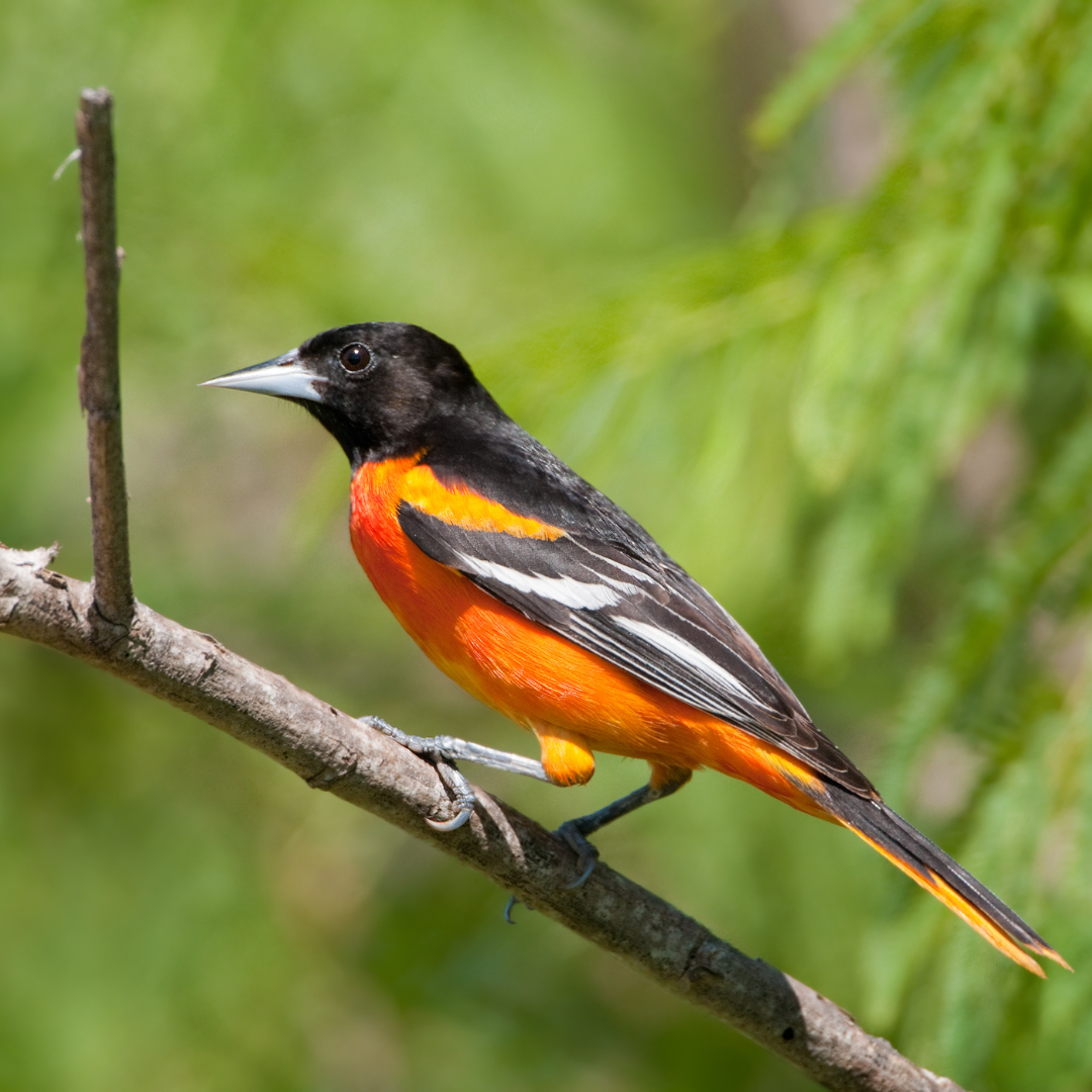 May Bird Of The Month: Baltimore Oriole – The Mill