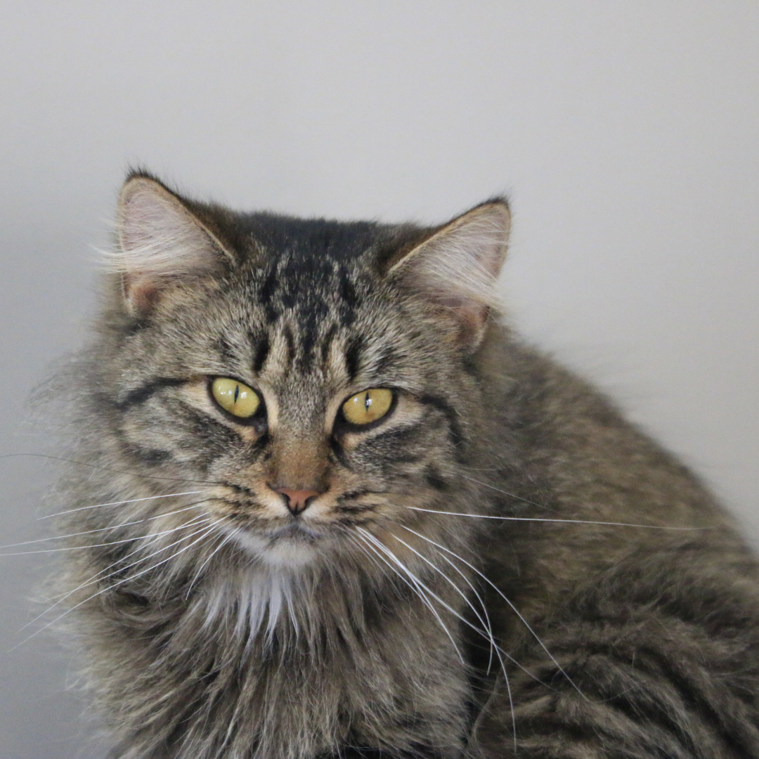 Gray long haired cat fashion