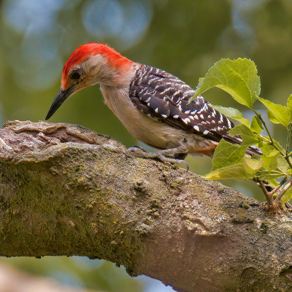 July Bird of the Month: Blue Jay - The Mill - Bel Air, Black Horse, Red  Lion, Whiteford, Hampstead, Hereford, Kingstown