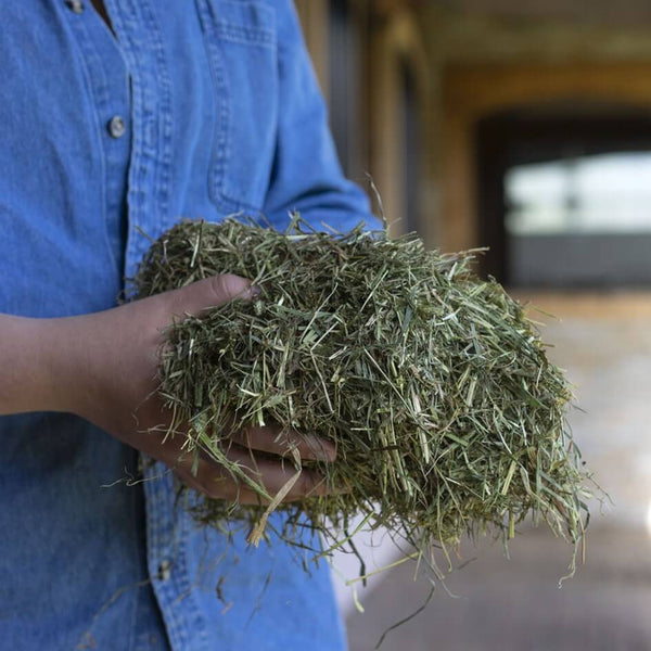 TRIPLE CROWN PREMIUM ALFALFA FORAGE BLEND