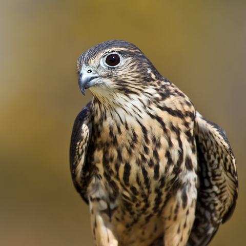 Merlin up close