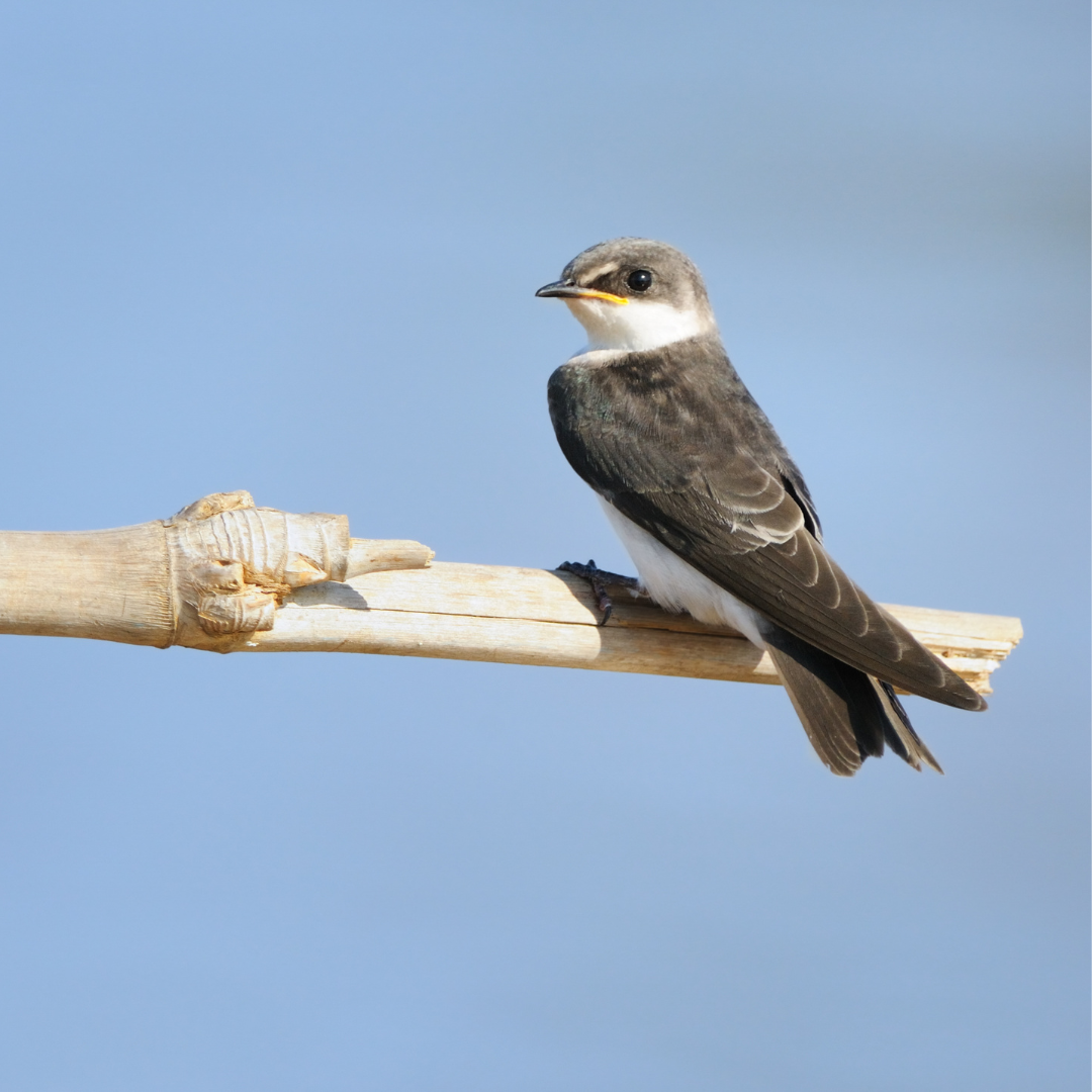 The Mill July Bird Of The Month: Bank Swallow