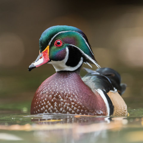 Wood Duck in the Water