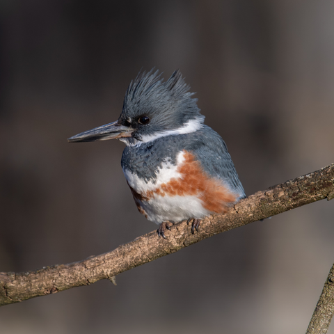 Belted Kingfisher sitting on a twig