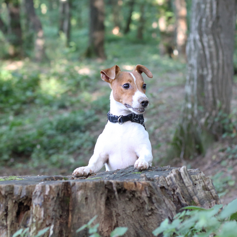 Russell Terrier