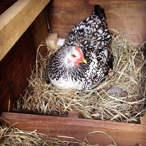 Chicken in a nesting box