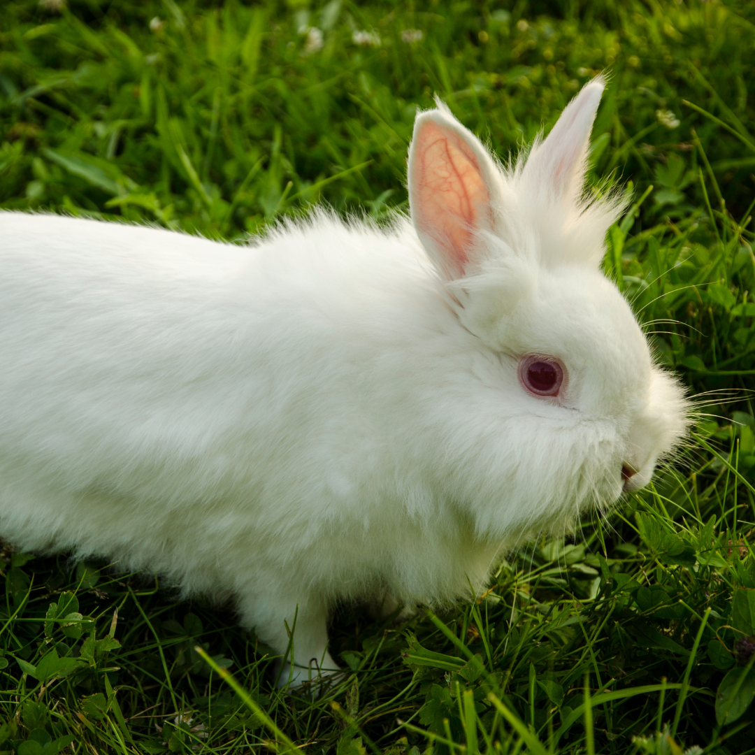 March Breed of the Month: Lionhead Rabbit - The Mill - Bel Air, Black ...