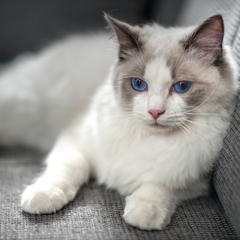 Ragdoll Cat