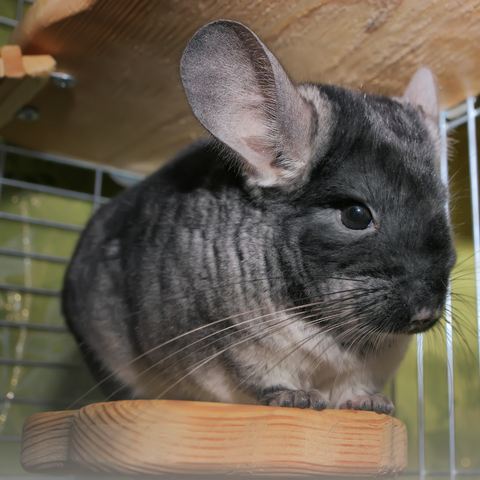 Chinchilla in cage