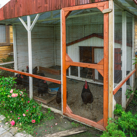 protected chicken coop