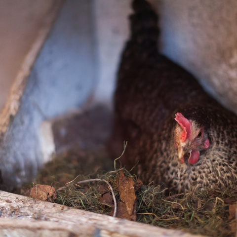 How to Help an Egg Bound Chicken