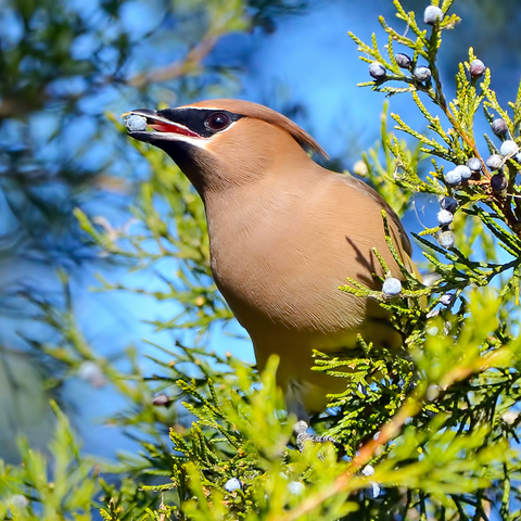 Cedar Waxwing