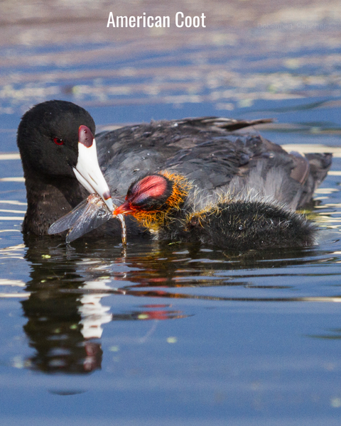 American coot with a fledgling