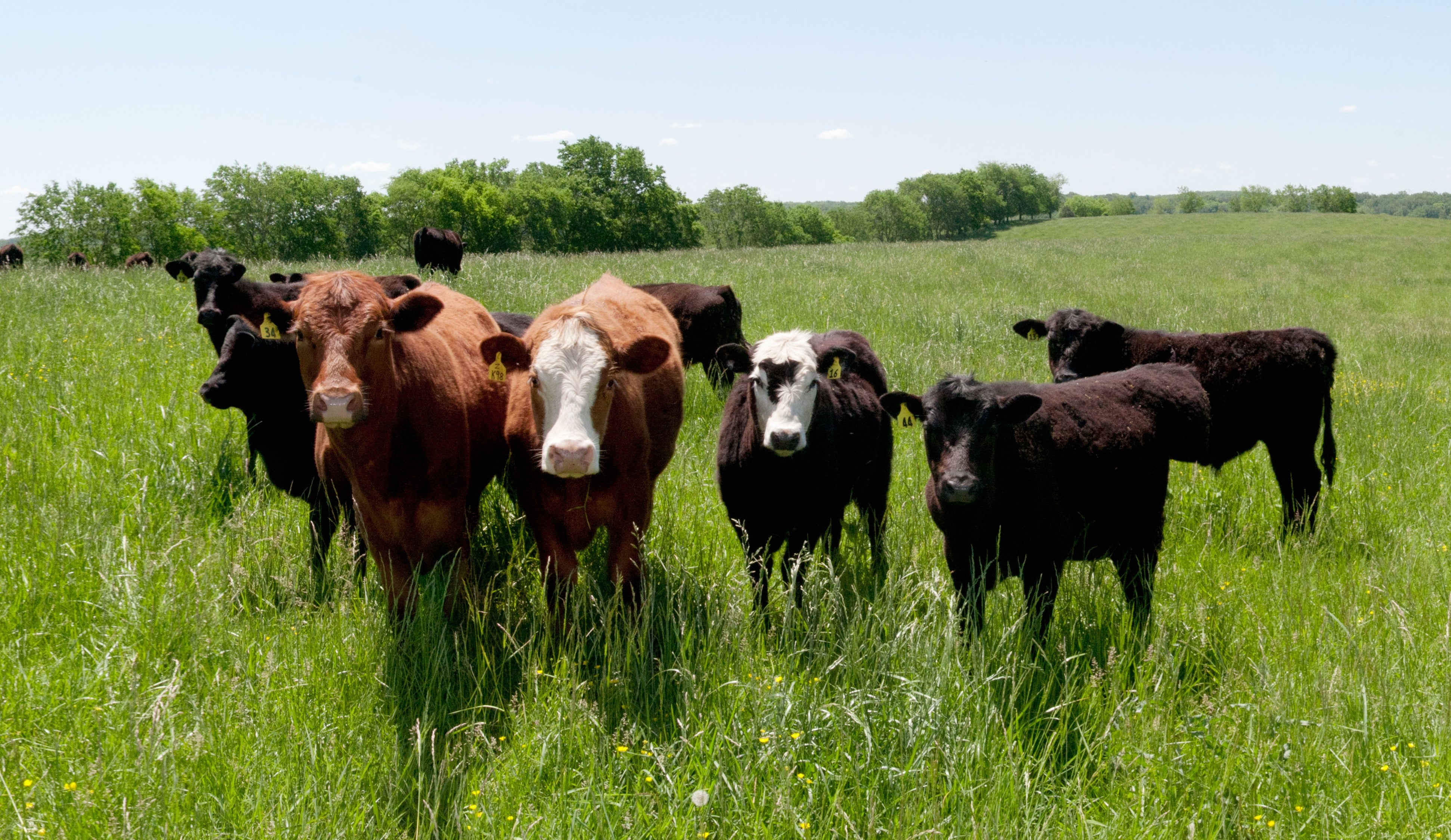 Fescue A Great Forage For Pasture The Mill 6733