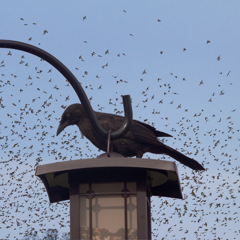 Blackbird on a feeder with a flock in the background