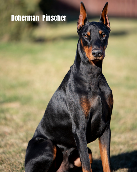 Doberman Pinscher siting in grass yard