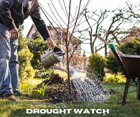 watering a tree during drought watch