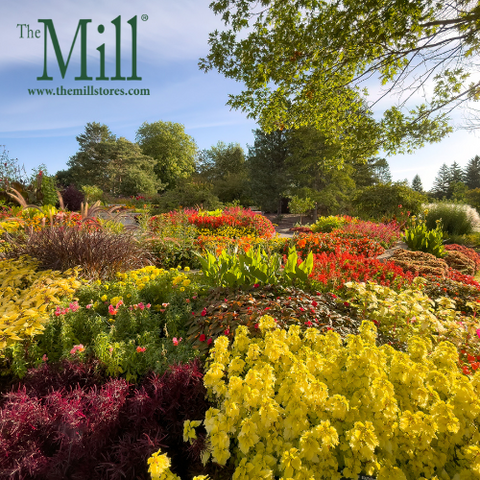 Managing Drought Stress on Your Mid-Atlantic Garden in Autumn 2024