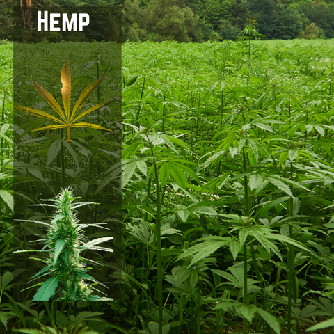 Hemp field mid season