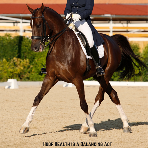 dressage horse and rider