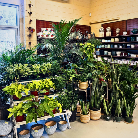 Houseplants at The Mill of Kingstown