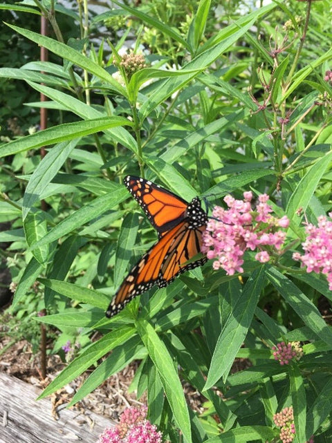 Monarch Butterfly on Milkweed flower