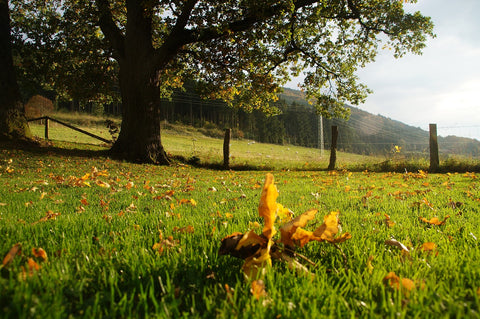 Oak Tree in pasture field