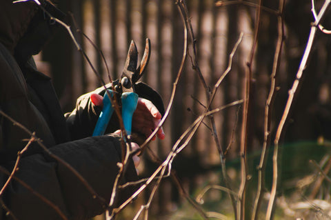 Pruning shrubs