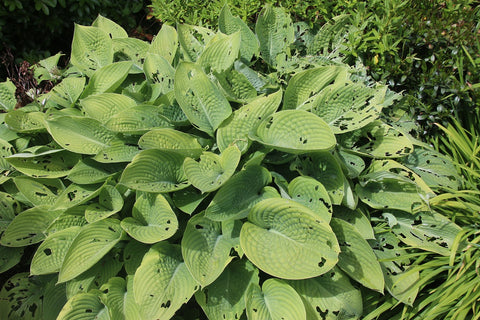 Slug damage on hosta