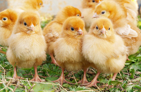 yellow baby chicks