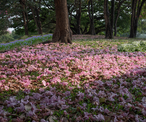 Ephemeral wildfowers in woods