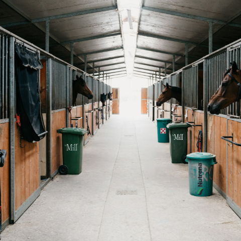 horse stable with feed cans in front of stalls