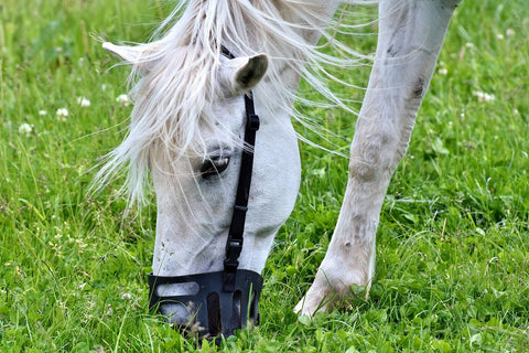 Grey horse on pasture wering a grazing muzzle