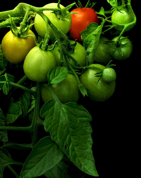 Green tomatoes on the vine