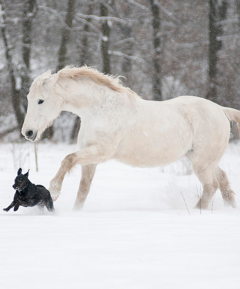 dog and horse galloping in snow