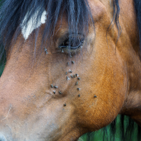 horse face with flies