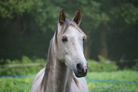 Grey horse in a spring field 