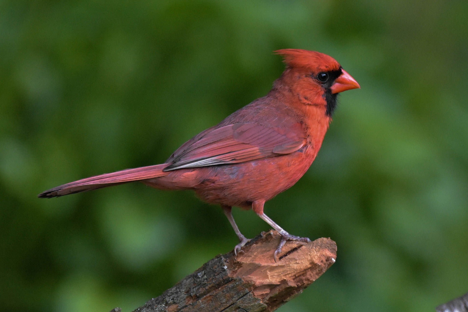 Northern Cardinal - Wild Birds