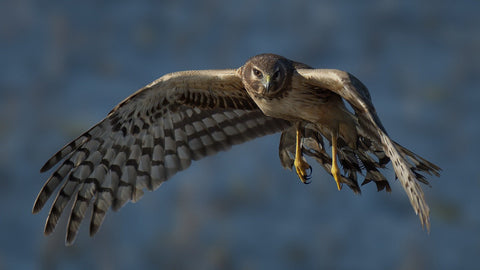 Northern Harrier flying