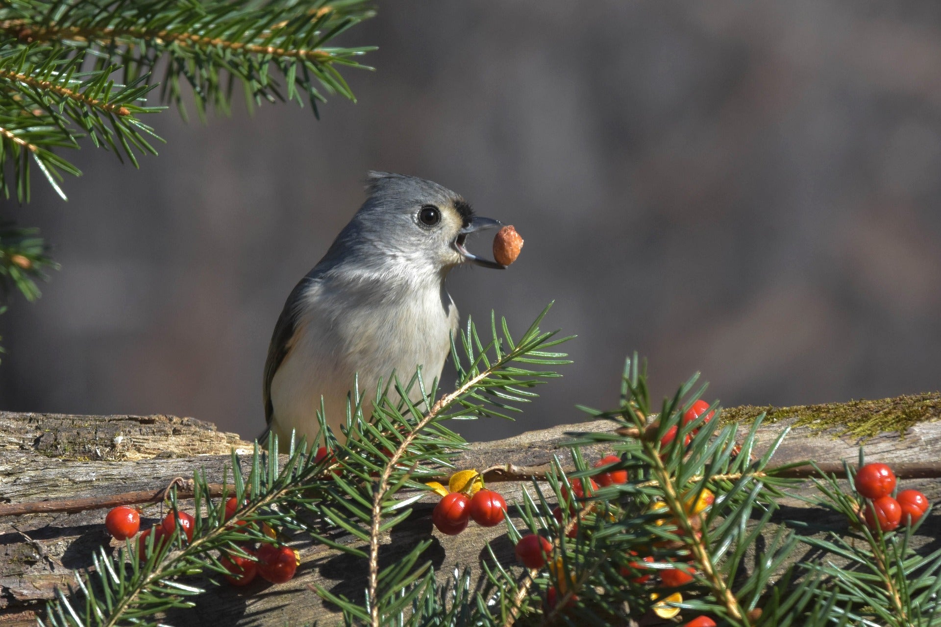 https://www.themillstores.com/cdn/shop/articles/tufted-titmouse-ge8744d663_1920_1920x.jpg?v=1670532717