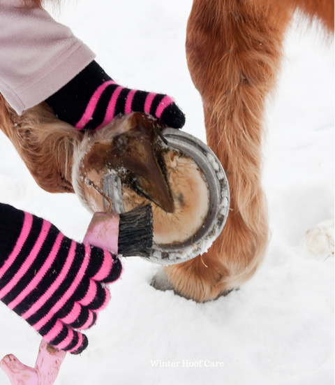 cleaning snow from a horses hoof