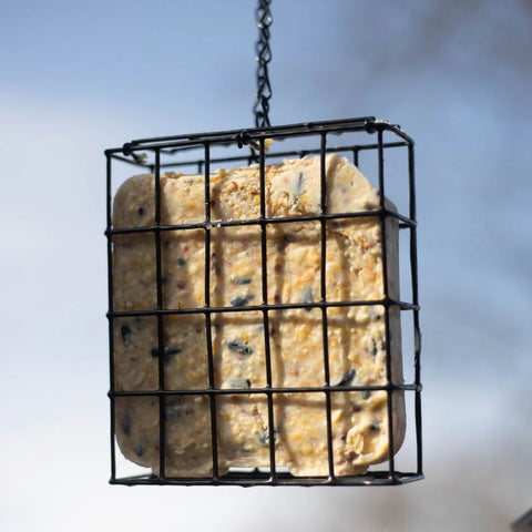 Suet in a suet cage