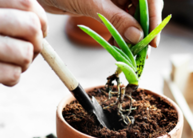 Transplanting aloe