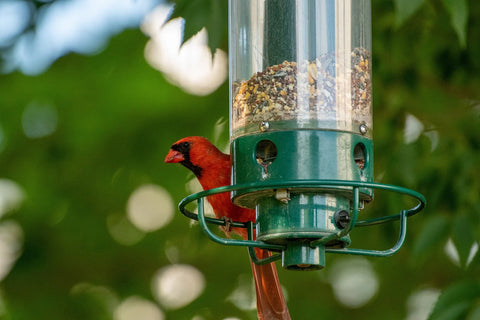 Cardinal sitting on a bird feeder