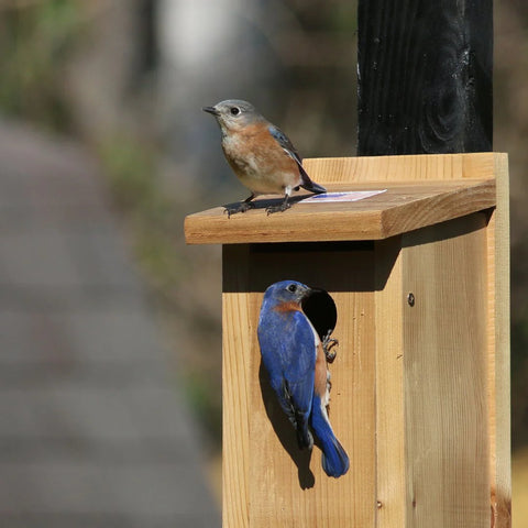 Bluebirds on a birdhouse