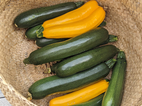 Yellow and Green Zucchini