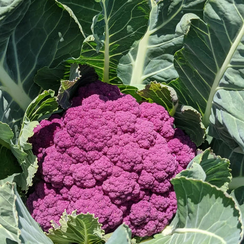 Deep Purple Cauliflower