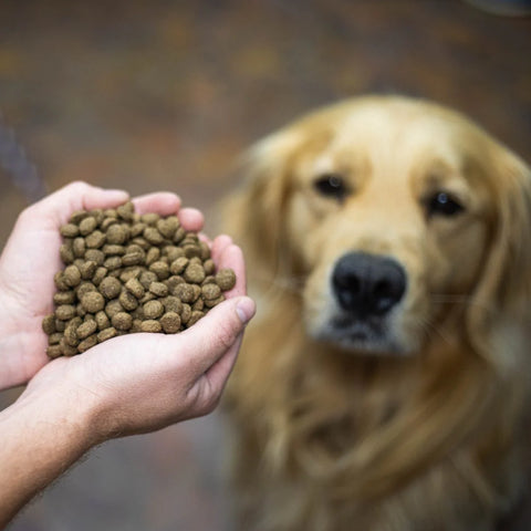 Person holding dog food in front of golden retriever