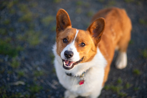 Corgi dog