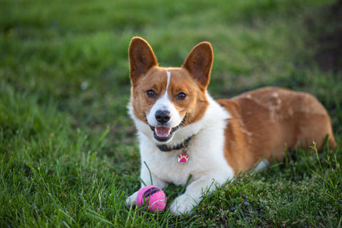 Corgi with a tennis ball